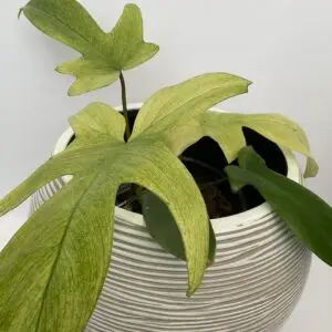 Philodendron Florida Ghost