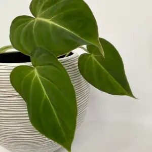 Philodendron Gloriosum