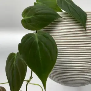 Philodendron Hederaceum Micans