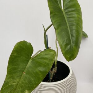 Philodendron Paraisio Verde