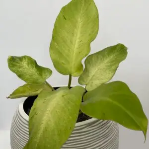 Philodendron Snow Drift